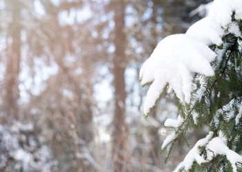 Россиянам пообещали, что экстремально низких температур зимой не ожидается