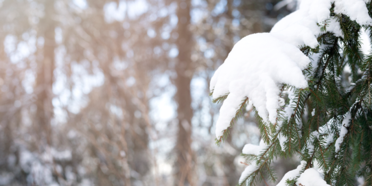 Россиянам пообещали, что экстремально низких температур зимой не ожидается