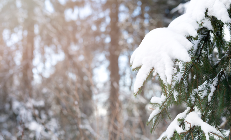 Россиянам пообещали, что экстремально низких температур зимой не ожидается
