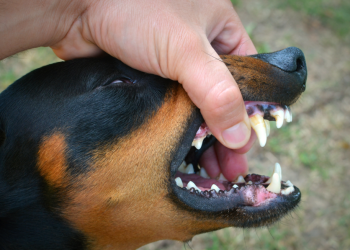 В селе Алешино Сасовского округа ввели карантин по бешенству животных