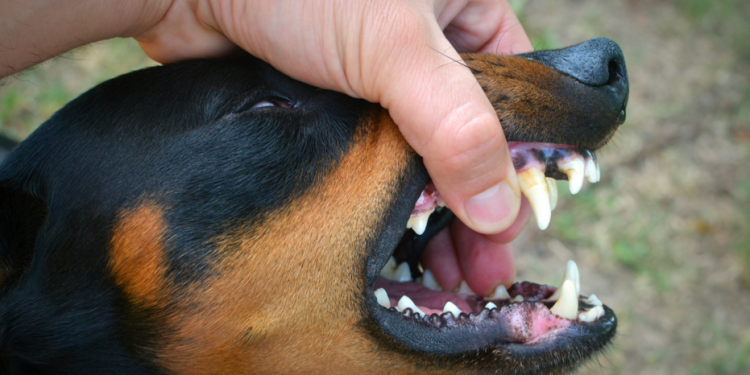 В селе Алешино Сасовского округа ввели карантин по бешенству животных