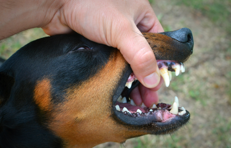 В селе Алешино Сасовского округа ввели карантин по бешенству животных