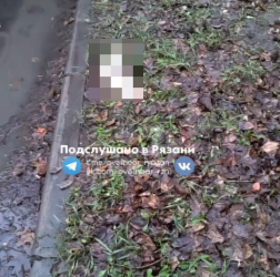 В рязанском ЦПКиО заметили мертвую белочку