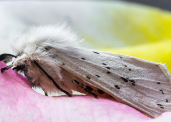 В Рязанском регионе очаг непарного шелкопряда больше не представляет угрозы