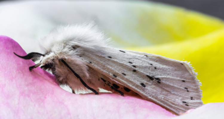 В Рязанском регионе очаг непарного шелкопряда больше не представляет угрозы