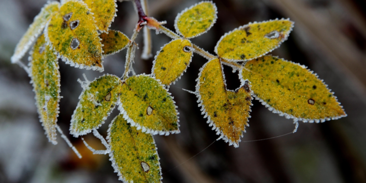 В среду в Рязанской области ожидается мокрый снег и до +6 градусов