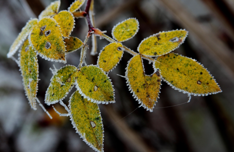 В среду в Рязанской области ожидается мокрый снег и до +6 градусов