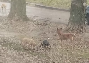 Рязанцы пожаловались на три стаи бродячих собак