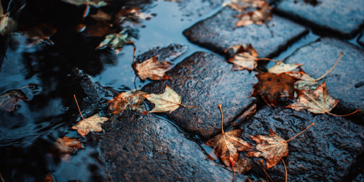 В пятницу в Рязанской области ожидается дождь и до +9 градусов