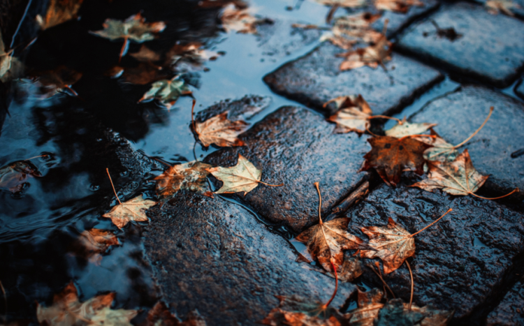 В пятницу в Рязанской области ожидается дождь и до +9 градусов
