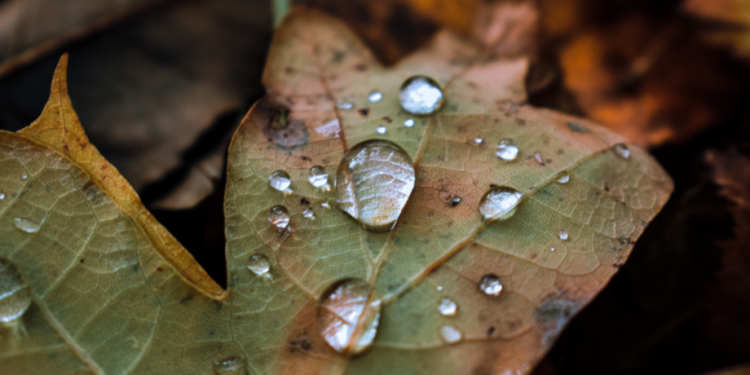 В субботу в Рязанской области ожидается дождь и до +4 градусов