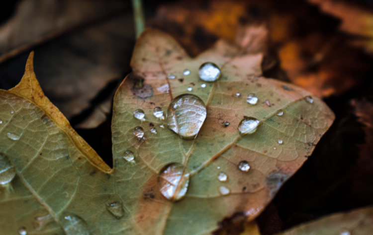 В субботу в Рязанской области ожидается дождь и до +4 градусов