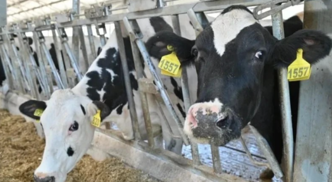 Малков: Рязанский регион получит 3 миллиона рублей на развитие животноводства