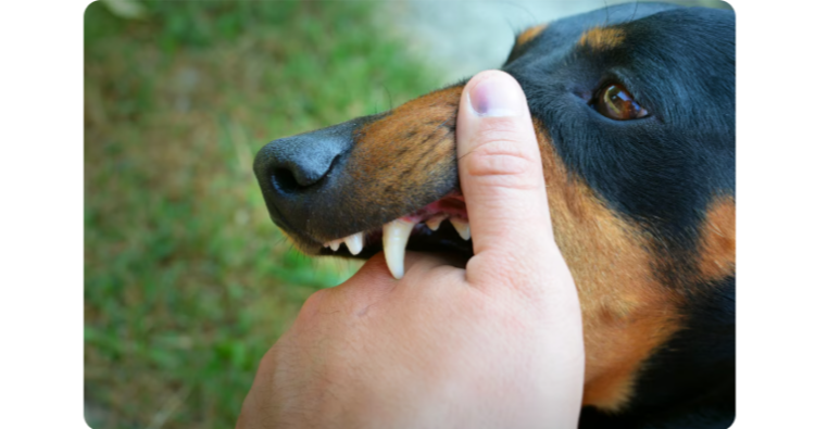 Рязанцы возмущены бездействием службы по отлову бездомных животных