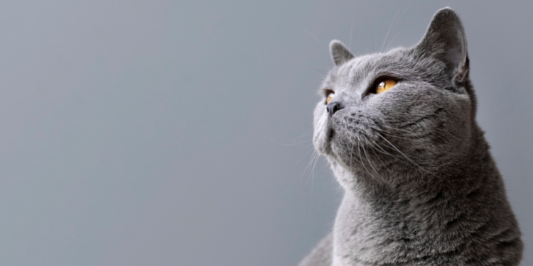 Рязанцы сообщили о живодере, который зверски убивает уличных кошек