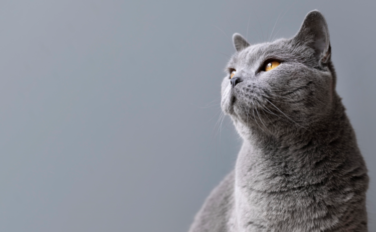 Рязанцы сообщили о живодере, который зверски убивает уличных кошек