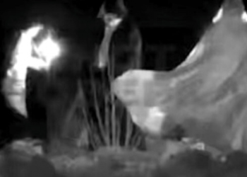 В рязанском лесу фотоловушка засняла пугающие обряды людей у костра