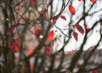 Синоптик Вильфанд: в ближайшие 7-8 дней зима не придет в Центральную Россию Синоптик Вильфанд: в ближайшие 7-8 дней зима не придет в Центральную Россию