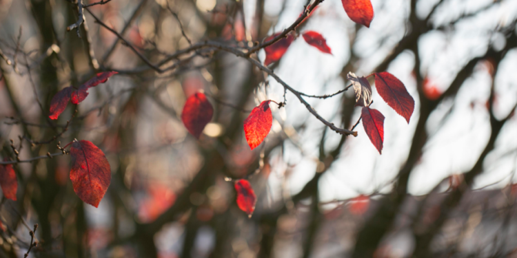 Синоптик Вильфанд: в ближайшие 7-8 дней зима не придет в Центральную Россию