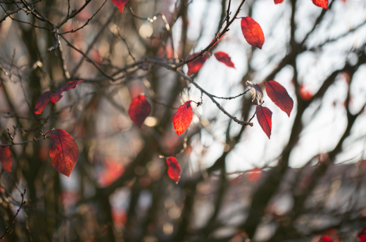 Синоптик Вильфанд: в ближайшие 7-8 дней зима не придет в Центральную Россию