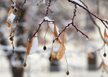 Синоптик Шувалов: Зима не спешит в Центральную Россию