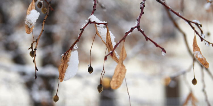 Синоптик Шувалов: Зима не спешит в Центральную Россию