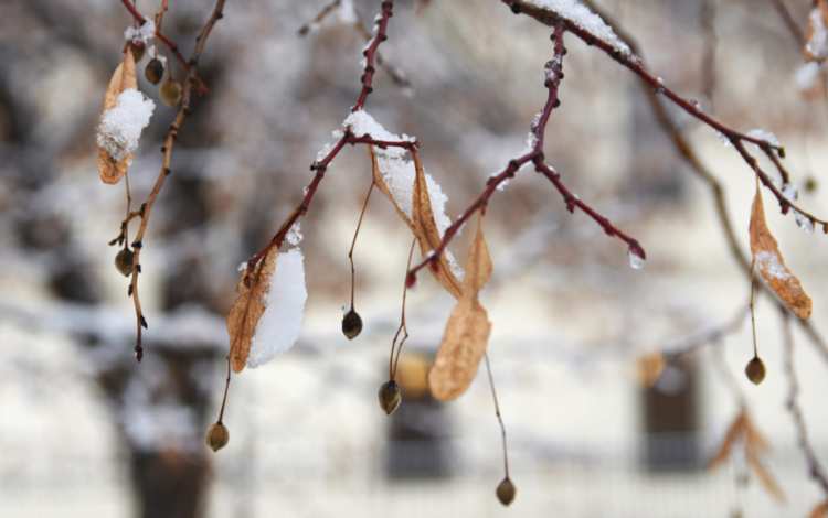 Синоптик Шувалов: Зима не спешит в Центральную Россию