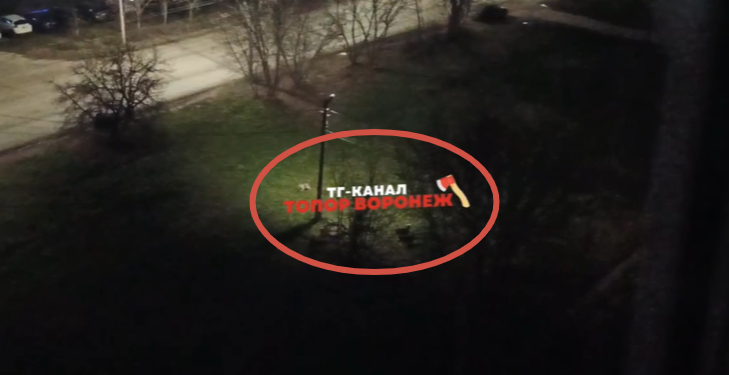 Жители домов по улице Бирюзова пожаловались на огромную стаю собак Жители домов по улице Бирюзова пожаловались на огромную стаю собак