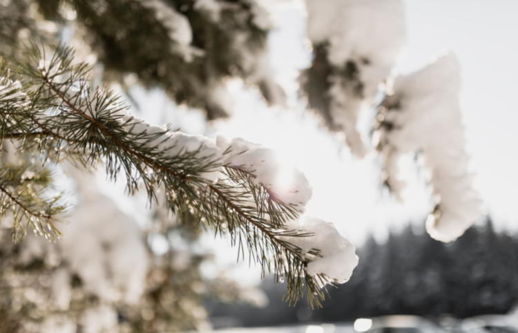Синоптик Евгений Тишковец пообещал, что зима наступит в Центральной России с 13 декабря