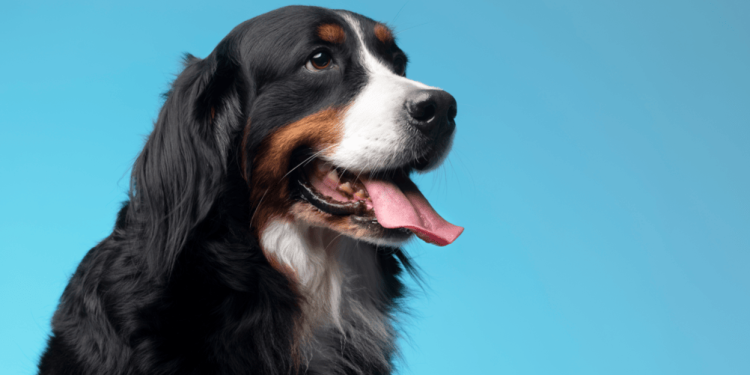 Шесть собак направились в путешествие по Сербии, Таиланду и странам Евросоюза