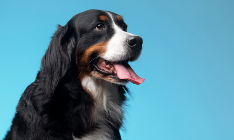 Шесть собак направились в путешествие по Сербии, Таиланду и странам Евросоюза