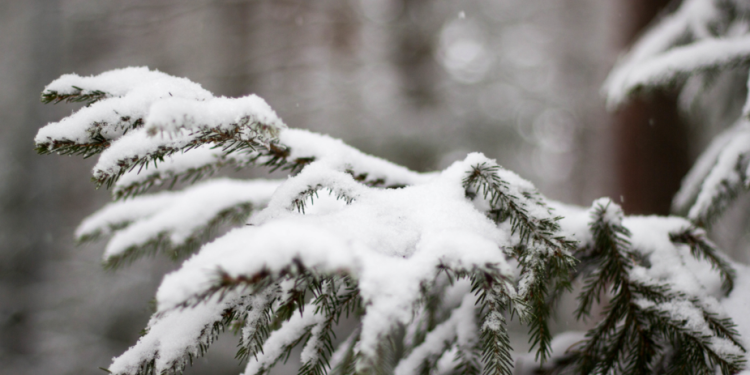 В четверг в Рязанской области ожидается гололедица и до +3 градусов