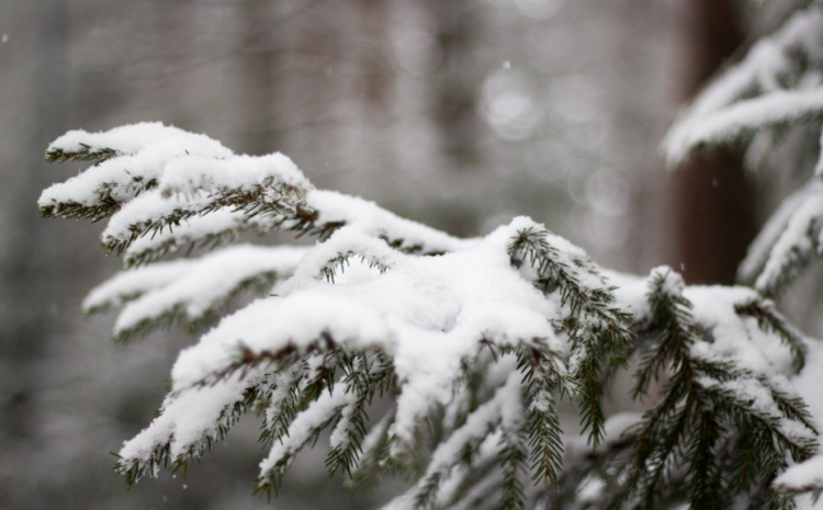 В четверг в Рязанской области ожидается гололедица и до +3 градусов