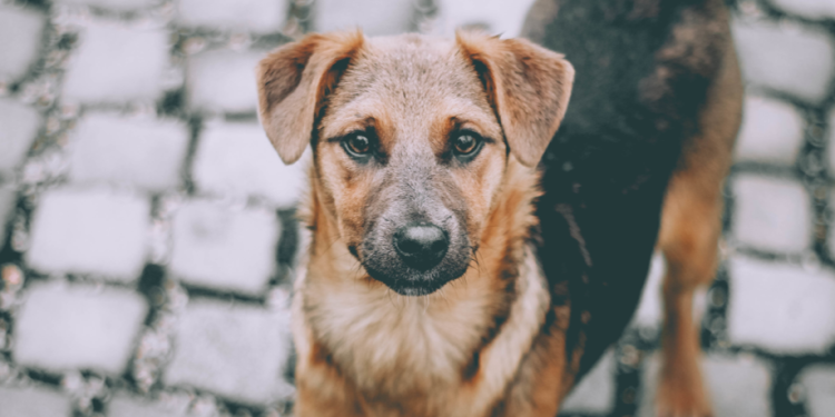 Рязанцам напомнили о новогодней выставке-пристройстве бездомных животных Рязанцам напомнили о новогодней выставке-пристройстве бездомных животных