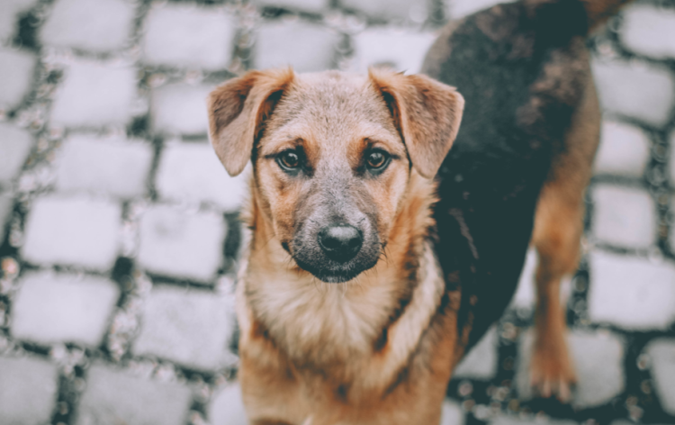 Рязанцам напомнили о новогодней выставке-пристройстве бездомных животных