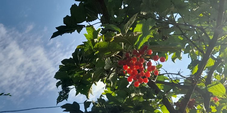 В День знаний в Рязанской области ожидается до +30 градусов