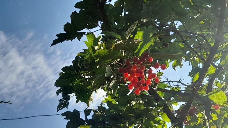 В День знаний в Рязанской области ожидается до +30 градусов