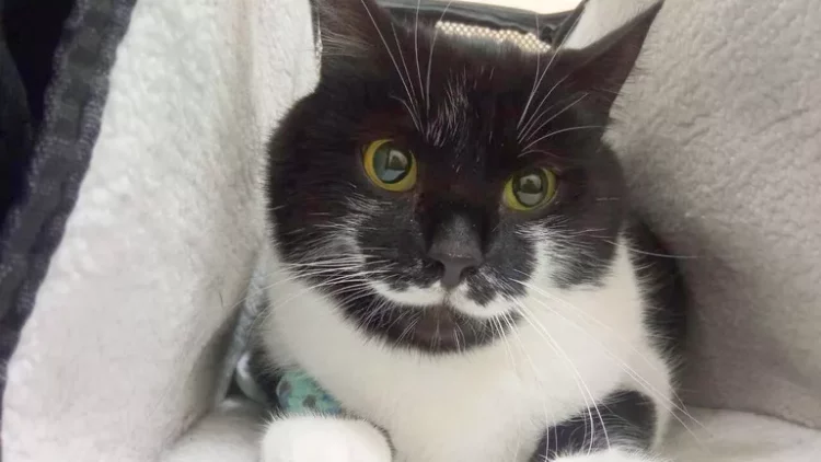 В зоне СВО спасли кота с «гусарскими усами»