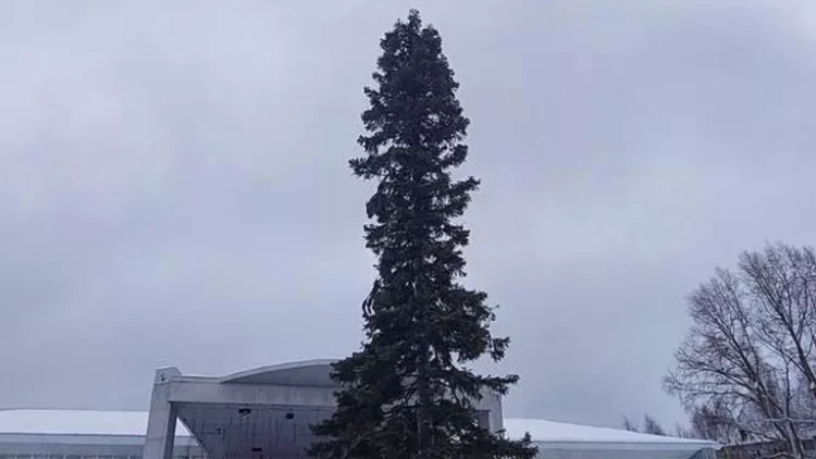 В Кемеровской области установили елку, над которой потешаются местные жители