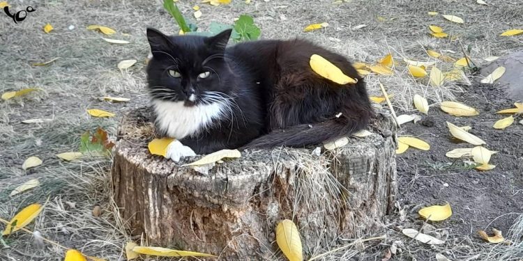 Во вторник в Рязанской области потеплеет до +20 градусов