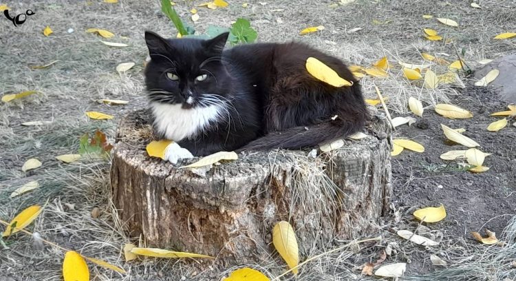 Во вторник в Рязанской области потеплеет до +20 градусов