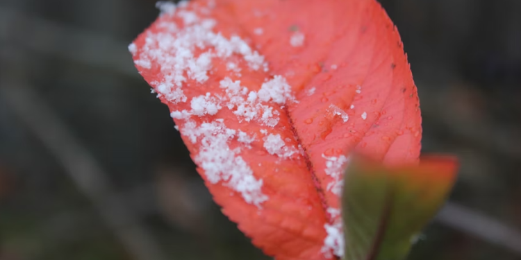 Тишковец: циклон «Барбара» принесет мокрый снег в Центральную Россию уже в понедельник