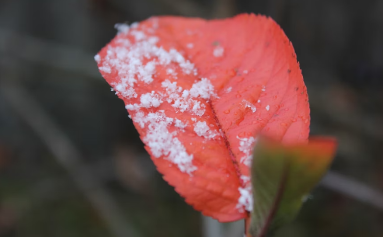 Тишковец: циклон "Барбара" принесет мокрый снег в Центральную Россию уже в понедельник