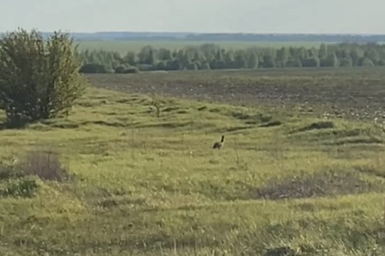 В Рязанской области запечатлели зайца