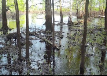 В Окском заповеднике кабаны прячутся от мошек в грязи