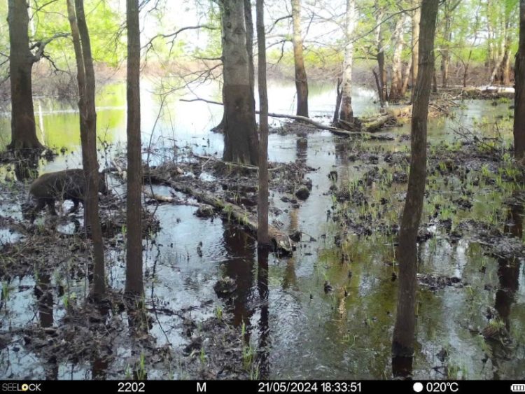 В Окском заповеднике кабаны прячутся от мошек в грязи