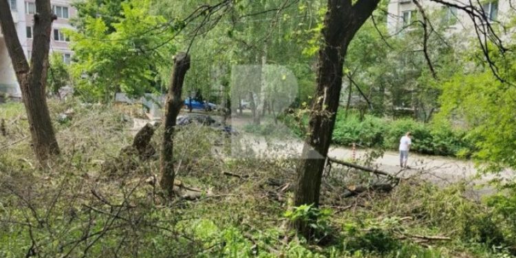 Рязанцы пожаловались на ветки, которые не убирают после опиловки деревьев