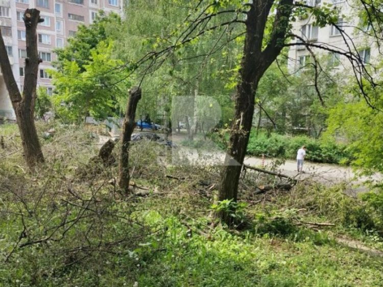 Рязанцы пожаловались на ветки, которые не убирают после опиловки деревьев