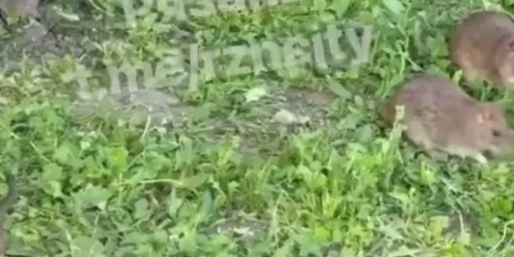 На рязанской площади Ленина в очередной раз засняли стаи крыс На рязанской площади Ленина в очередной раз засняли стаи крыс