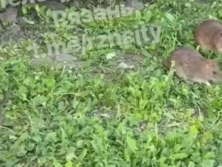 На рязанской площади Ленина в очередной раз засняли стаи крыс